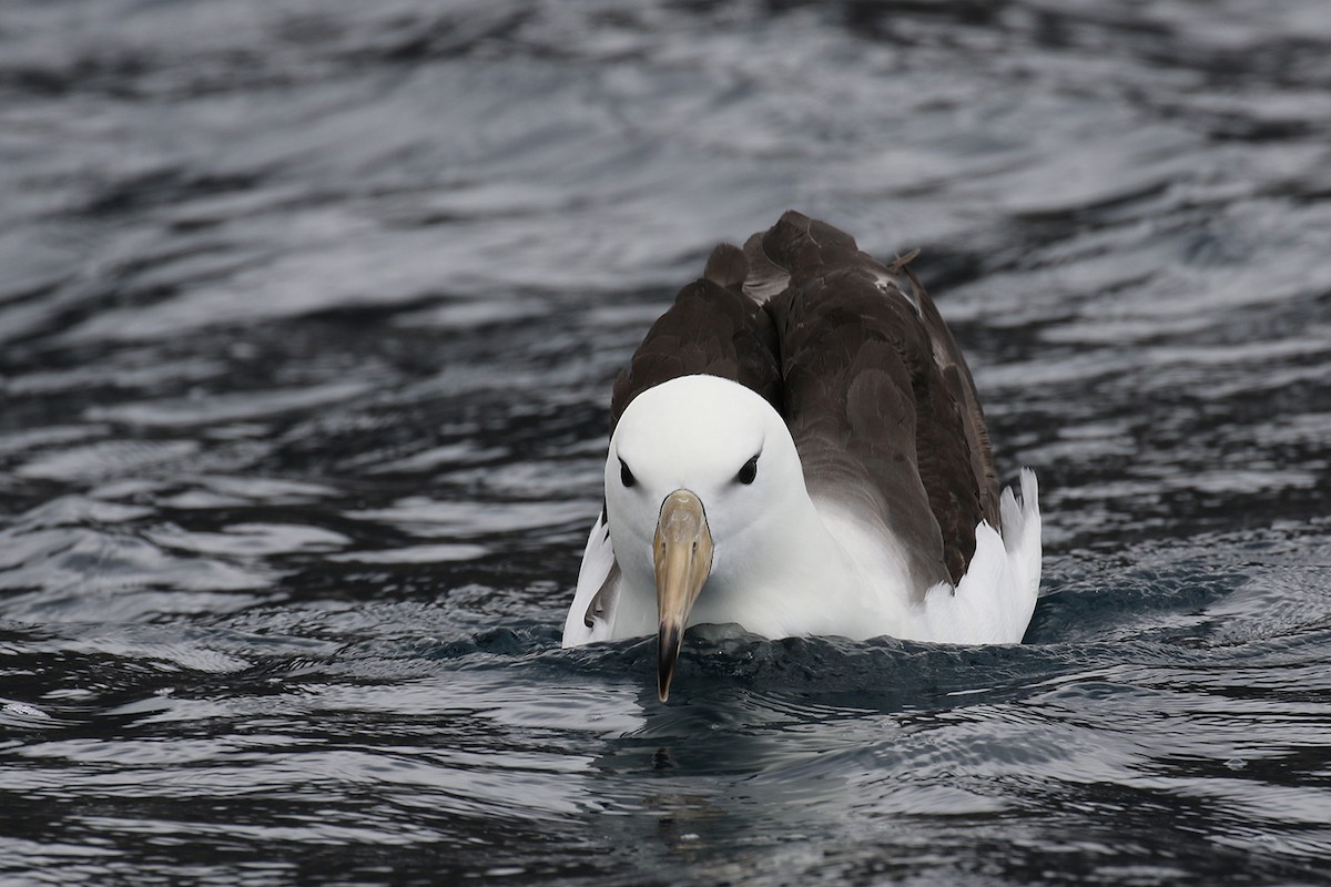 Albatros à sourcils noirs - ML40898881