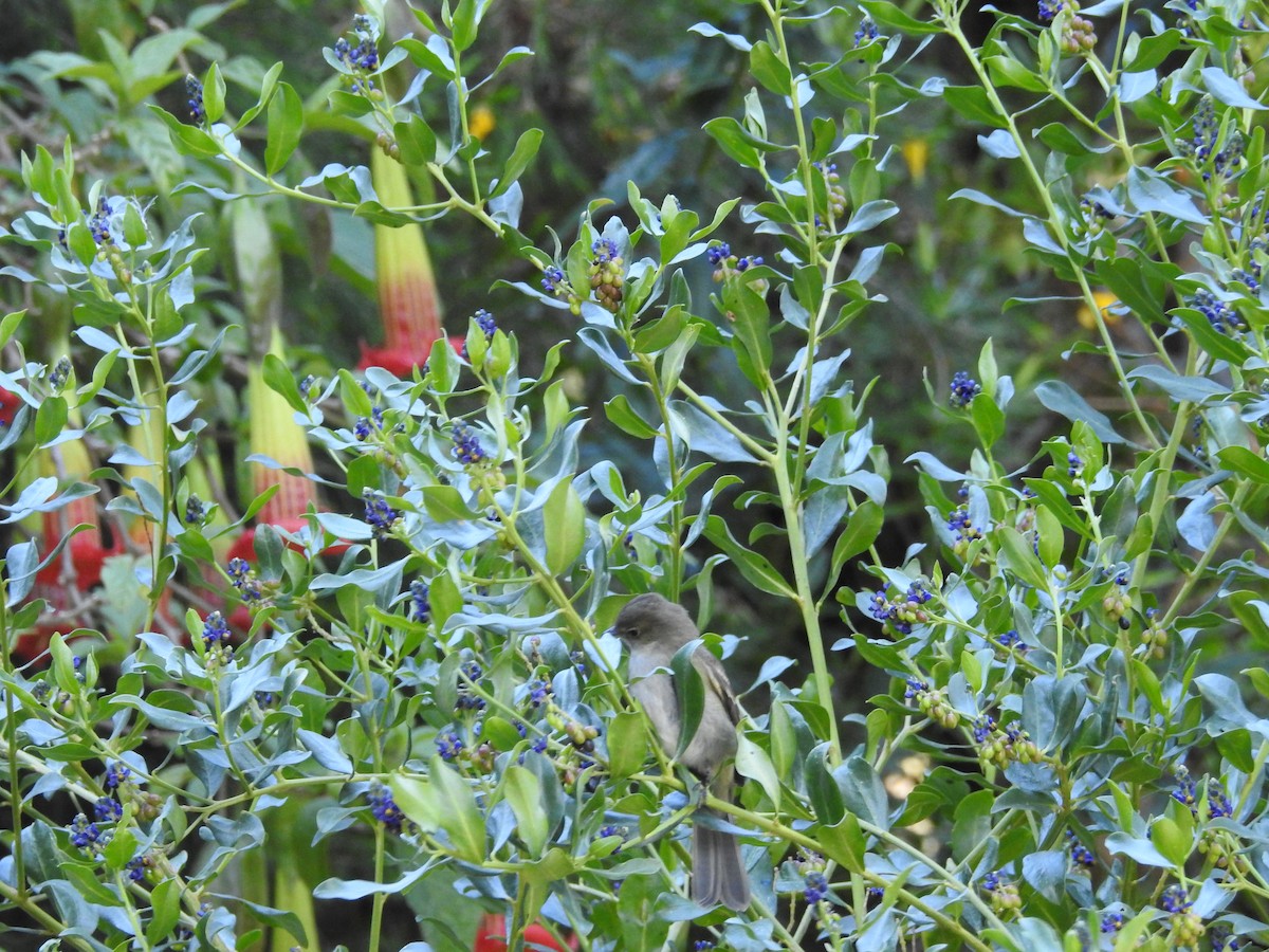 White-crested Elaenia - ML40898891