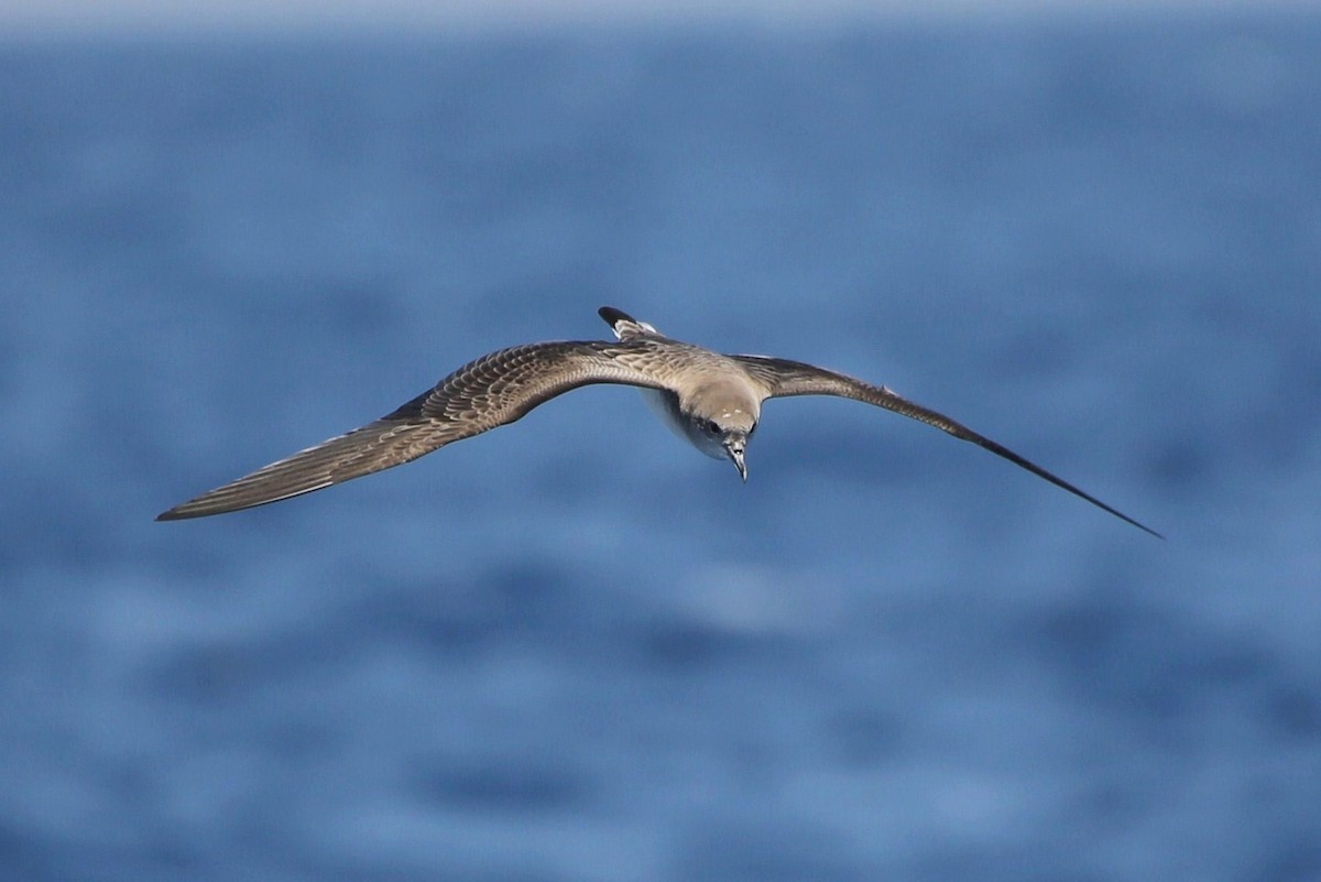 Cape Verde Shearwater - ML40898911