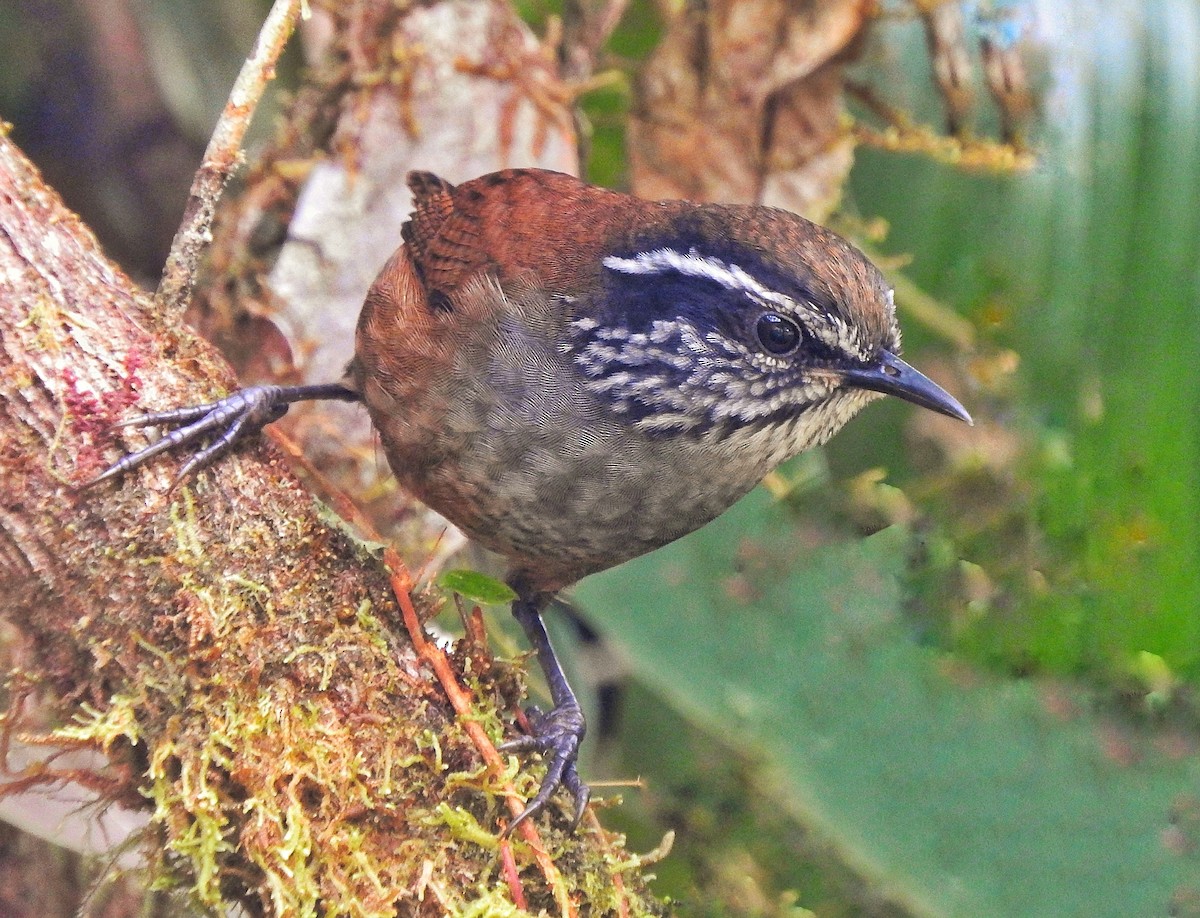 Munchique Wood-Wren - ML408990011