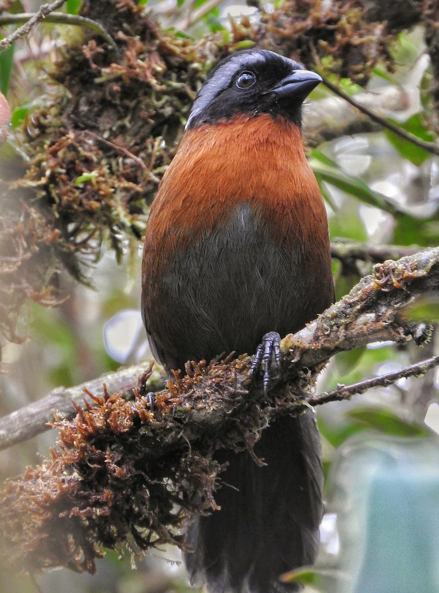 Tanager Finch - gleison fernando guarin largo