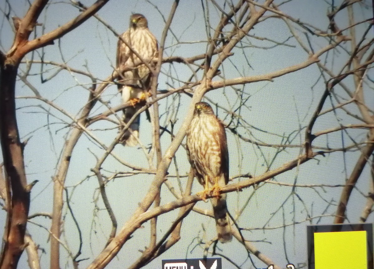 Sharp-shinned Hawk - ML408990591