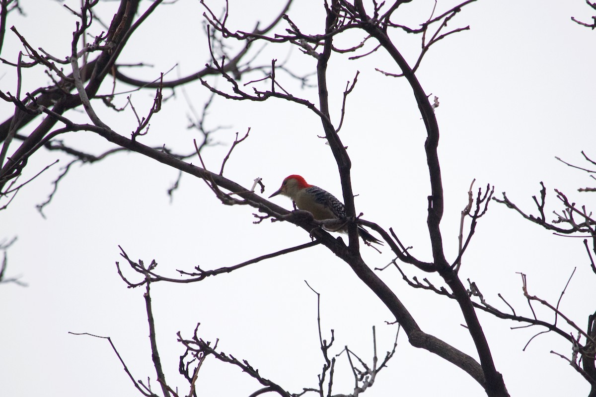 Red-bellied Woodpecker - ML408992731