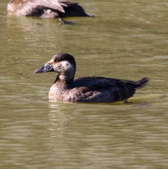 Surf Scoter - ML408994461