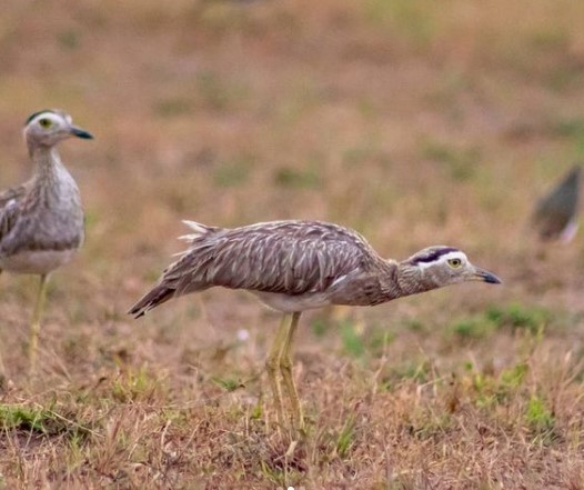 Double-striped Thick-knee - ML408994811