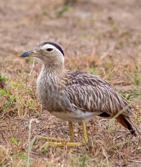 Double-striped Thick-knee - ML408994821