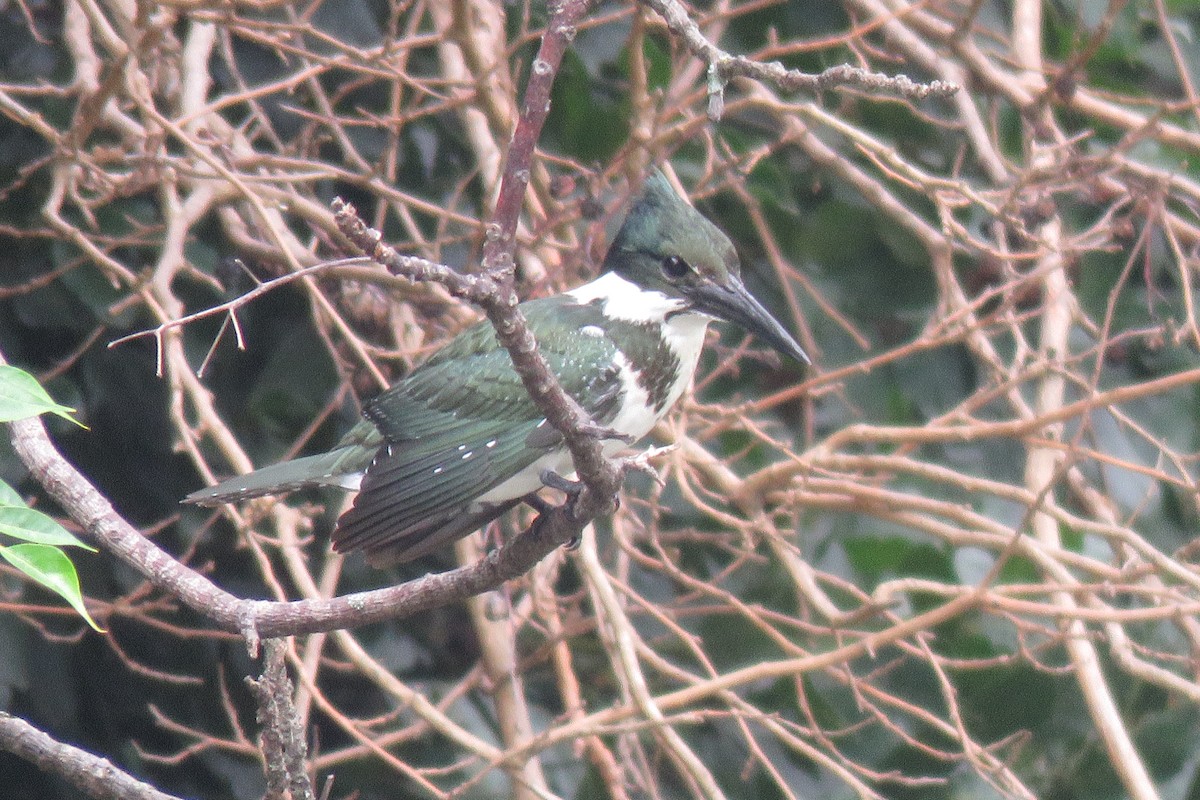 Amazon Kingfisher - ML408995111