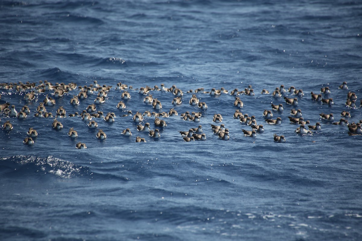 Cory's Shearwater (borealis) - ML40899521