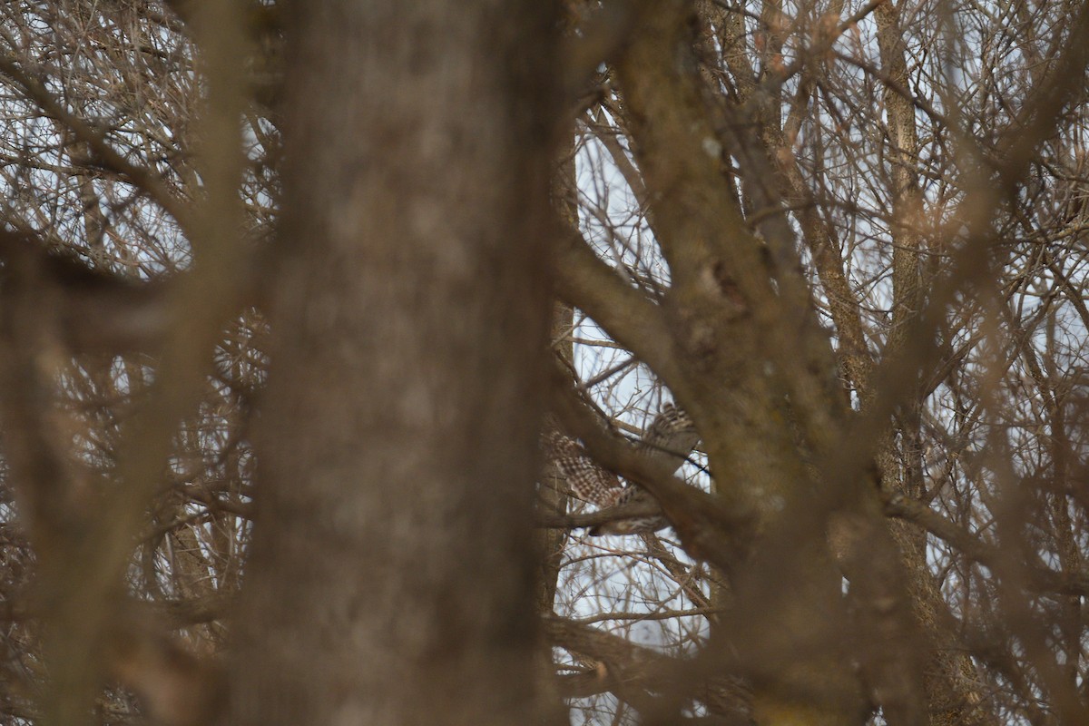 Barred Owl - ML408995551