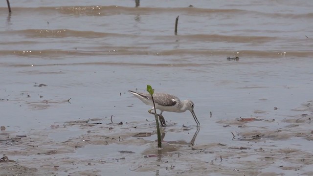 Nordmann's Greenshank - ML408995601