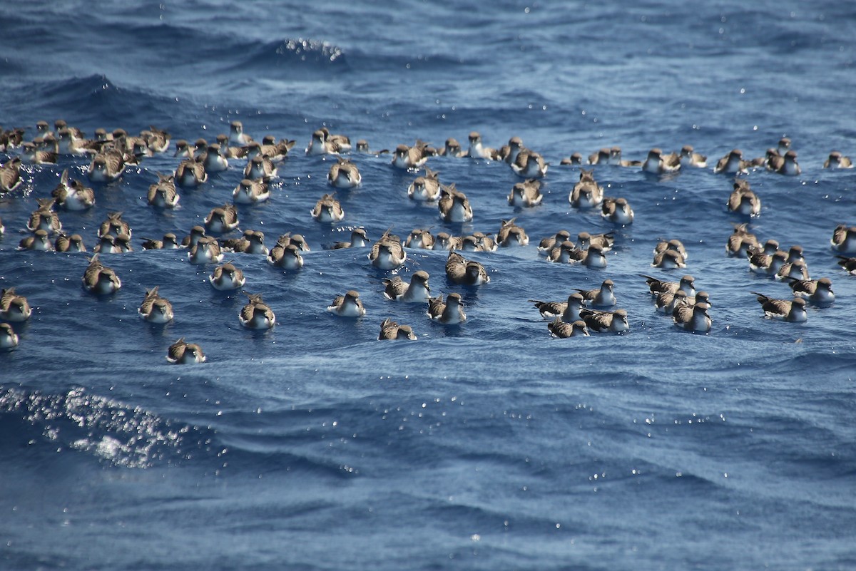 Cory's Shearwater (borealis) - ML40899571