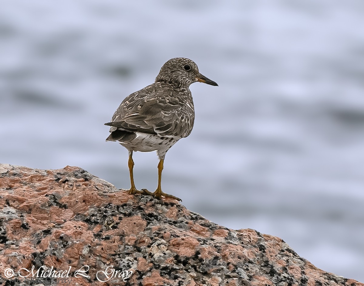 Surfbird - ML408996351