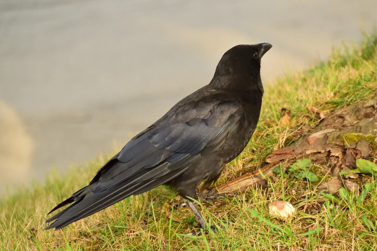 American Crow - ML408998571