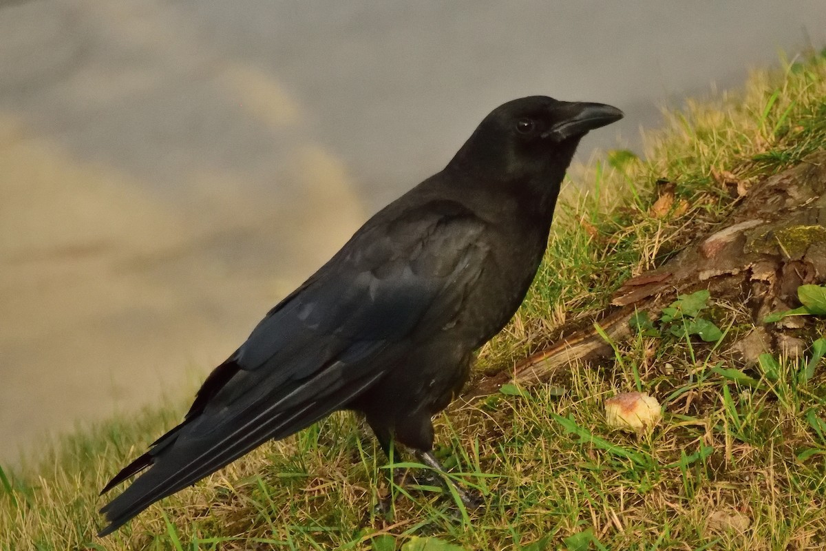 American Crow - ML408998601