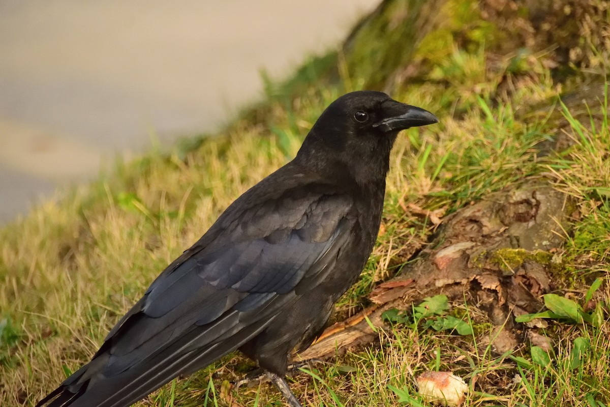 American Crow - ML408998621