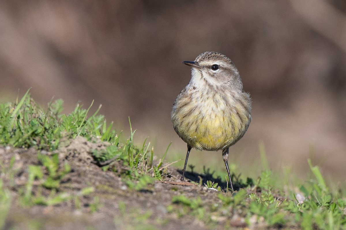 Palm Warbler - Susan Teefy