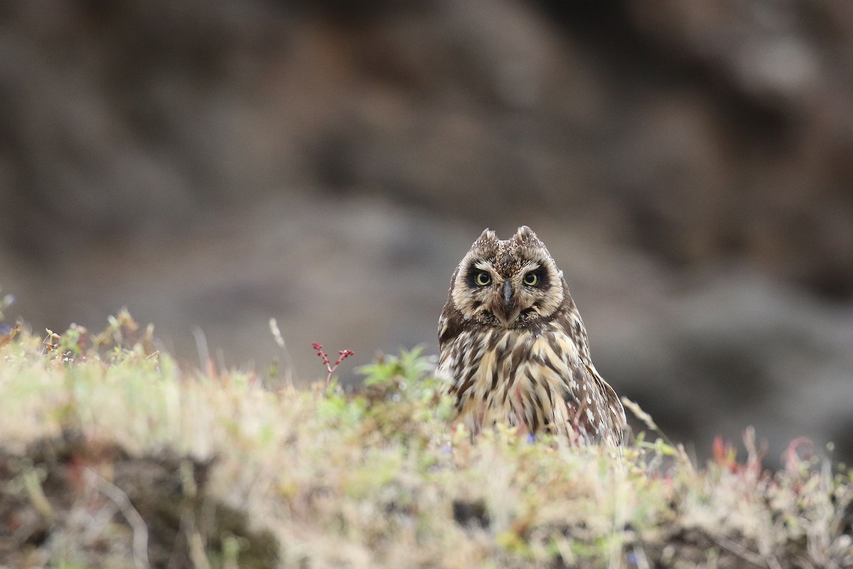 Short-eared Owl - ML40900031