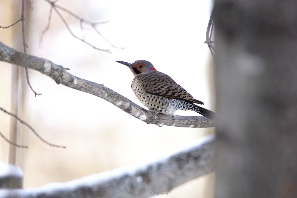 Northern Flicker - shawn chapman