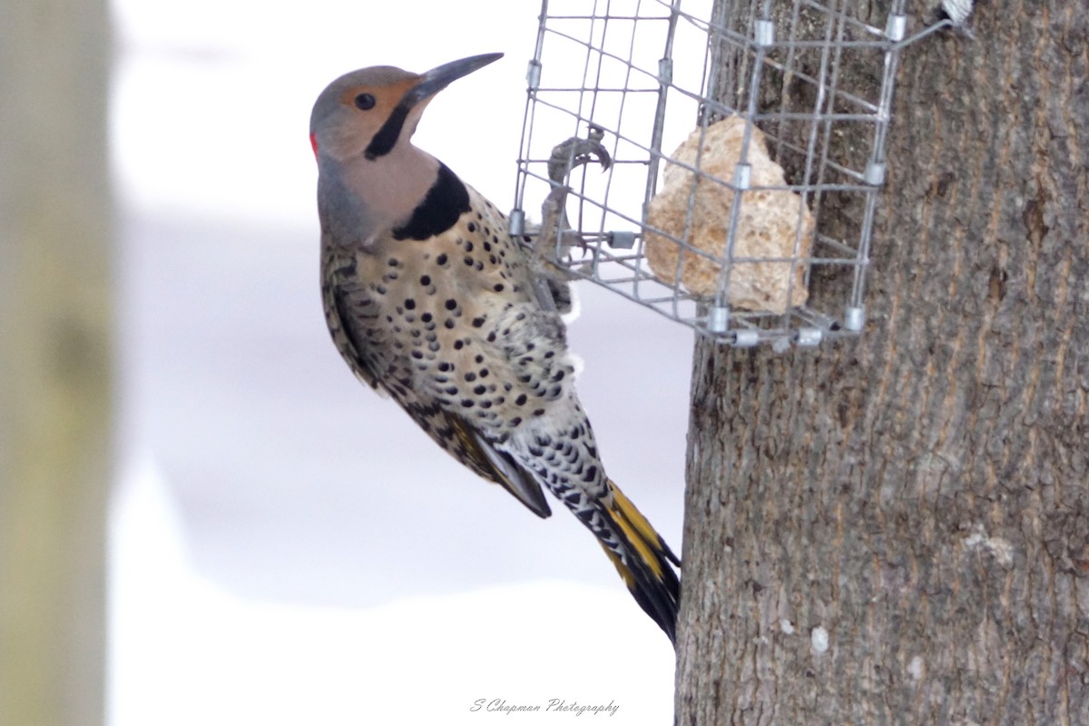 Northern Flicker - ML409001141