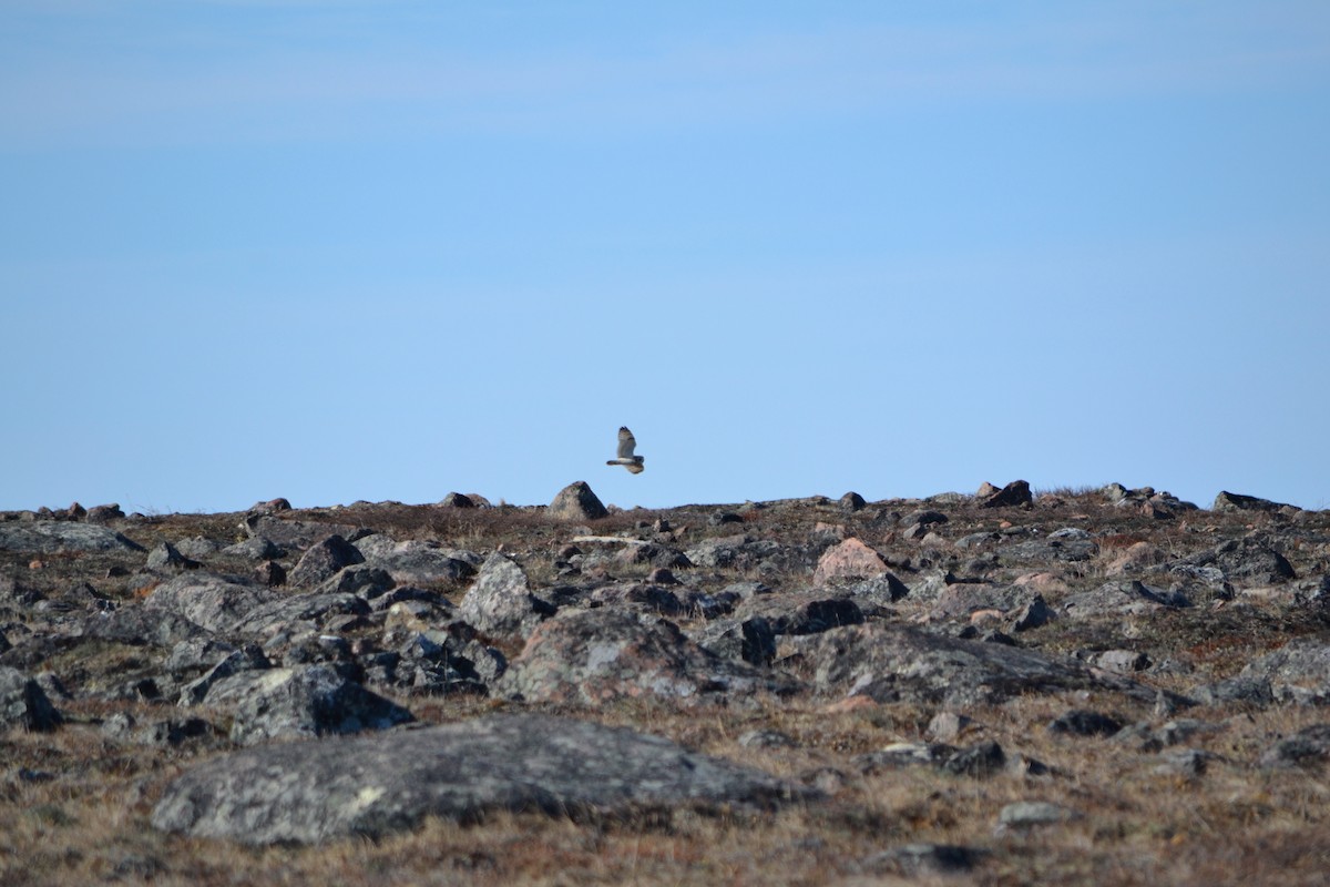 Short-eared Owl - Sarah Bonnett