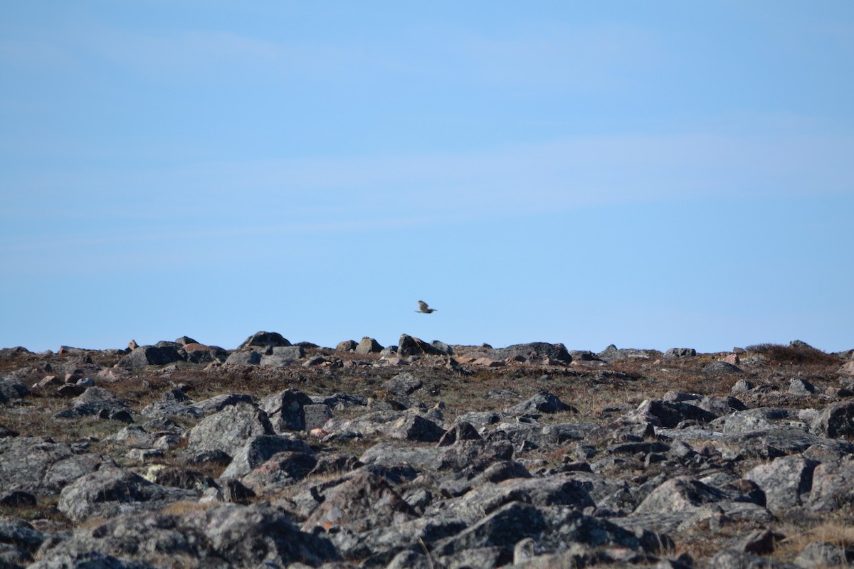 Short-eared Owl - ML409002851