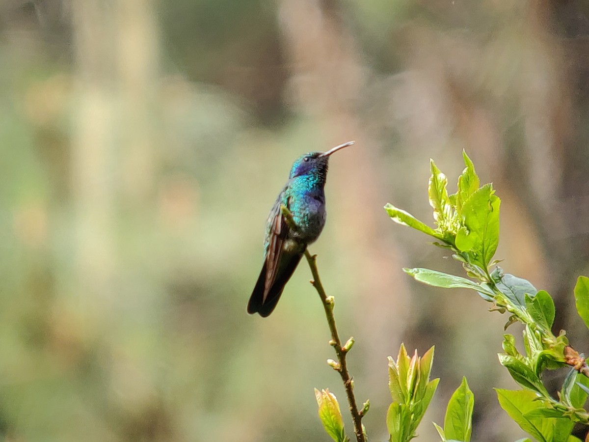 Mexiko-Veilchenohrkolibri - ML409003741