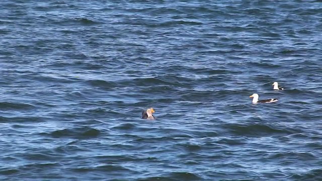 White-headed Steamer-Duck - ML409004171