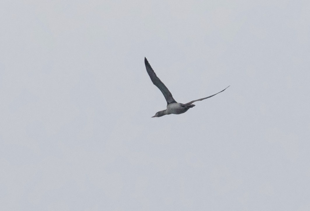 Red-throated Loon - ML40900461