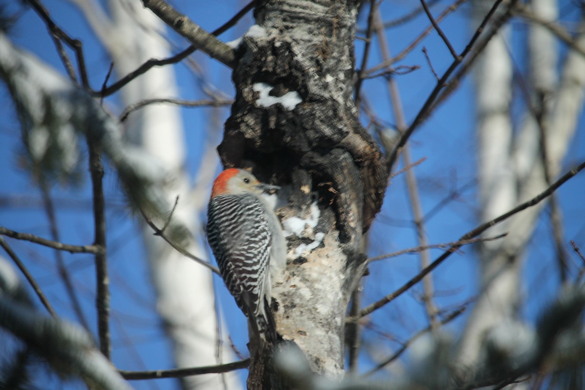 Red-bellied Woodpecker - ML409005221
