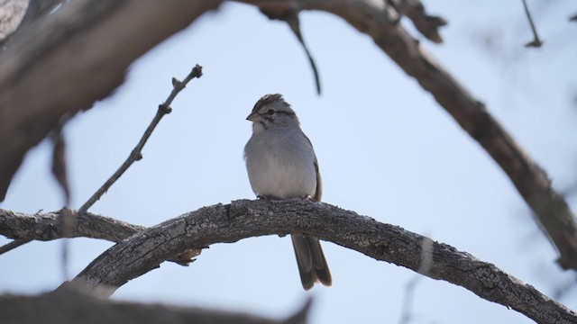 Rufous-winged Sparrow - ML409005831