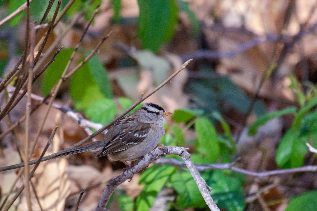 White-crowned Sparrow - ML409005881