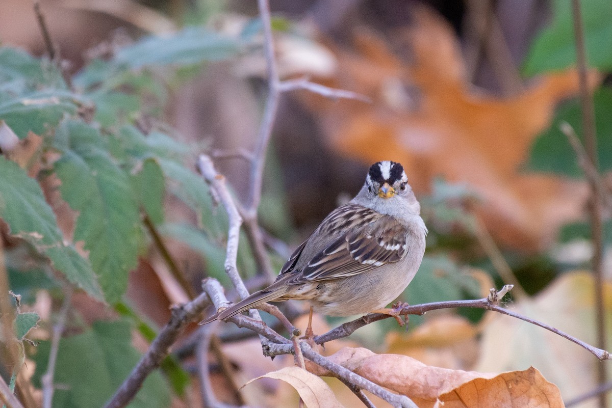 White-crowned Sparrow - ML409005891