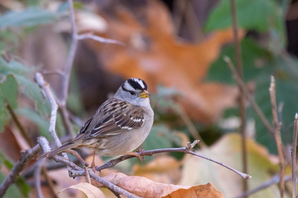 White-crowned Sparrow - ML409005931
