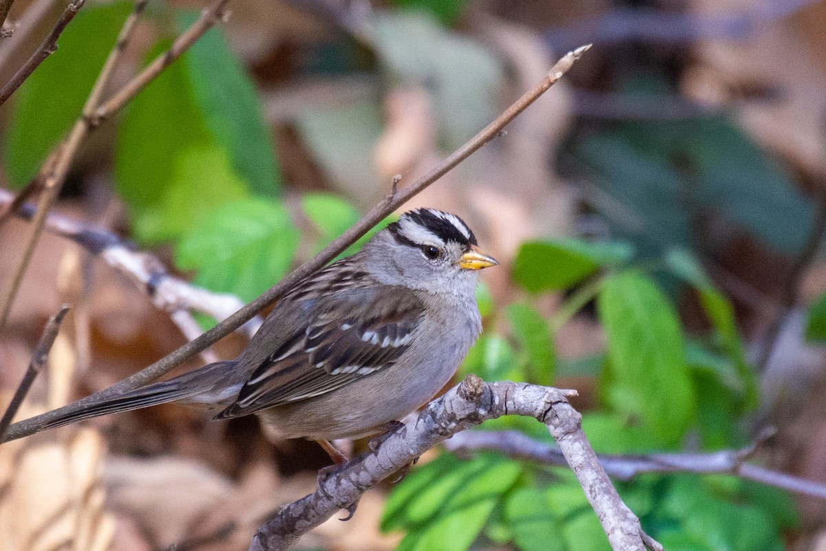 White-crowned Sparrow - ML409005951