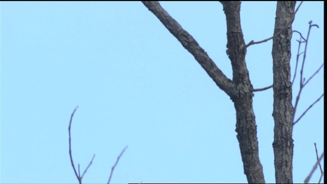White-fronted Amazon - ML409006