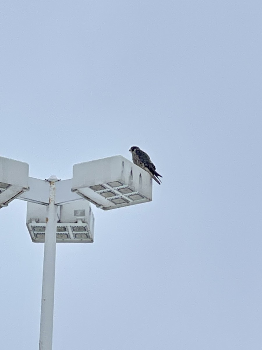 Peregrine Falcon (North American) - ML409006971