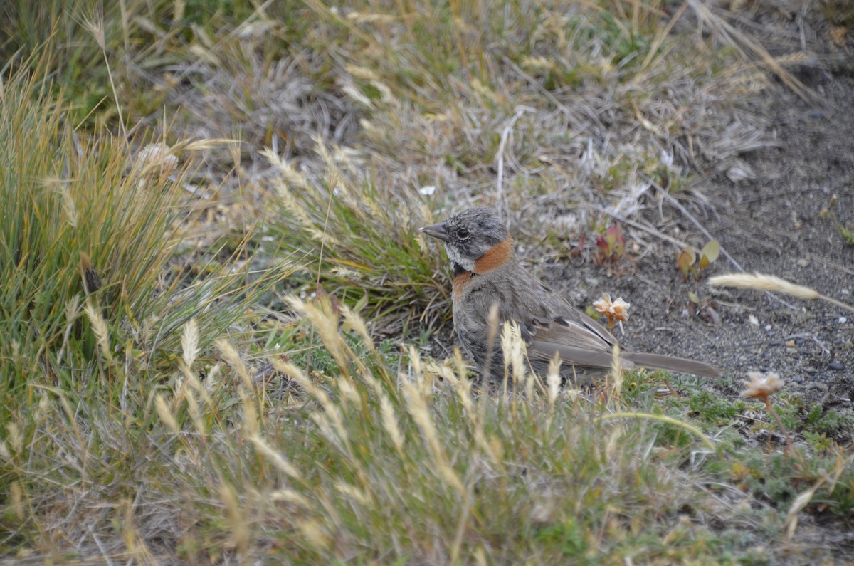 Rufous-collared Sparrow - ML409007761