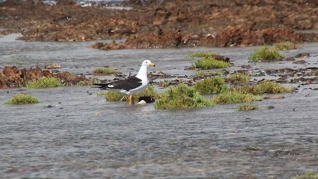 Olrog's Gull - ML409008041