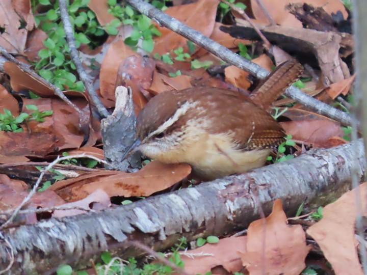 Carolina Wren - ML409008101