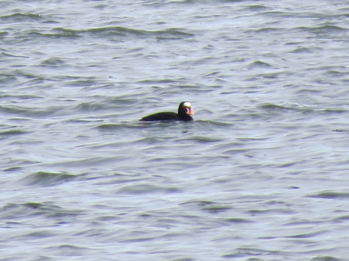 Surf Scoter - ML409008541