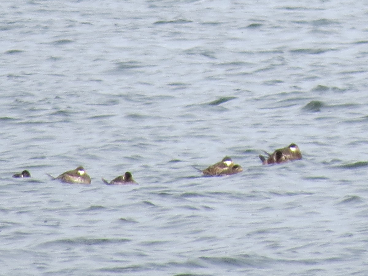 Ruddy Duck - ML409008701