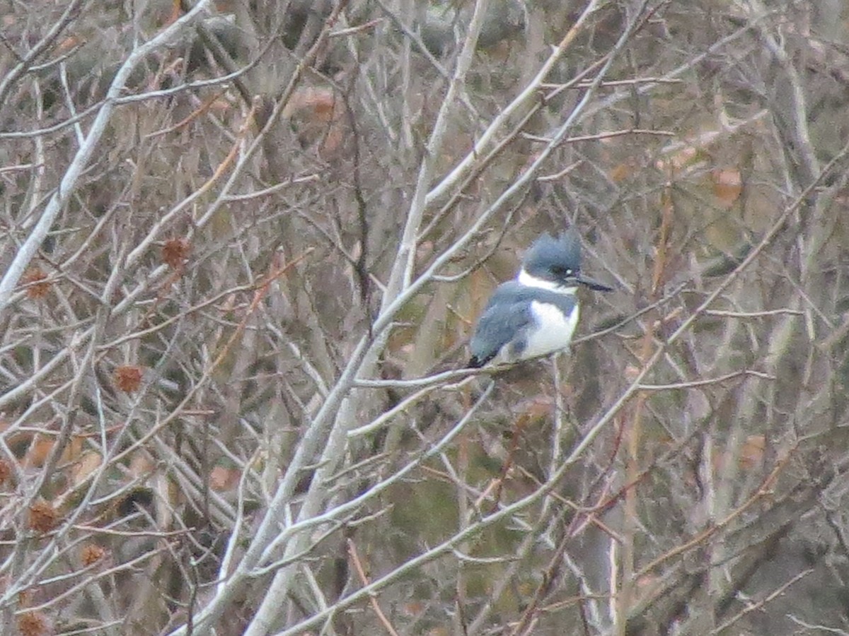 Belted Kingfisher - ML409008941