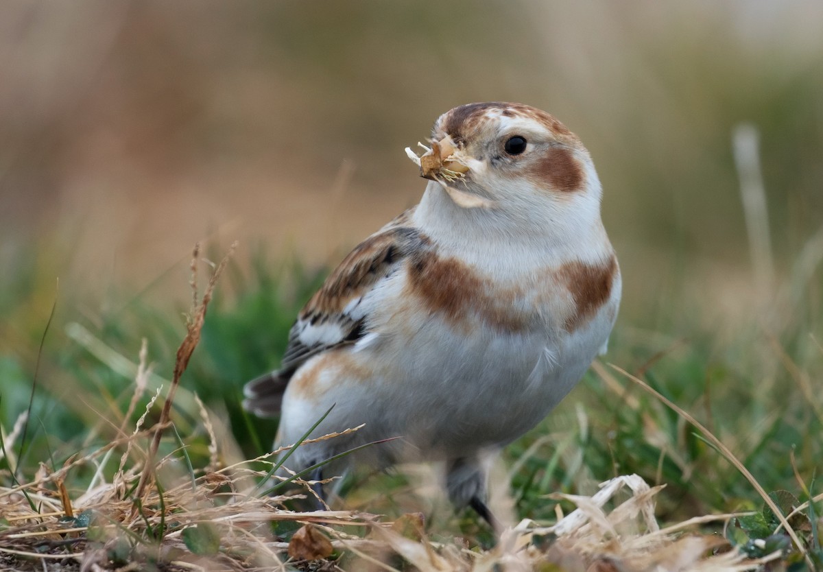 Snow Bunting - ML40900921