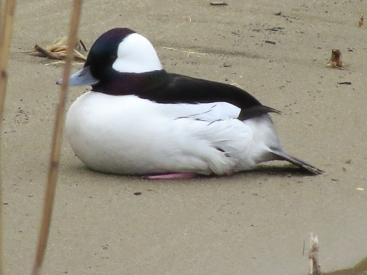 Bufflehead - ML409009231