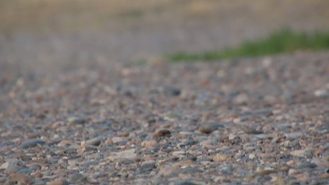 Gray-hooded Sierra Finch - ML409010081