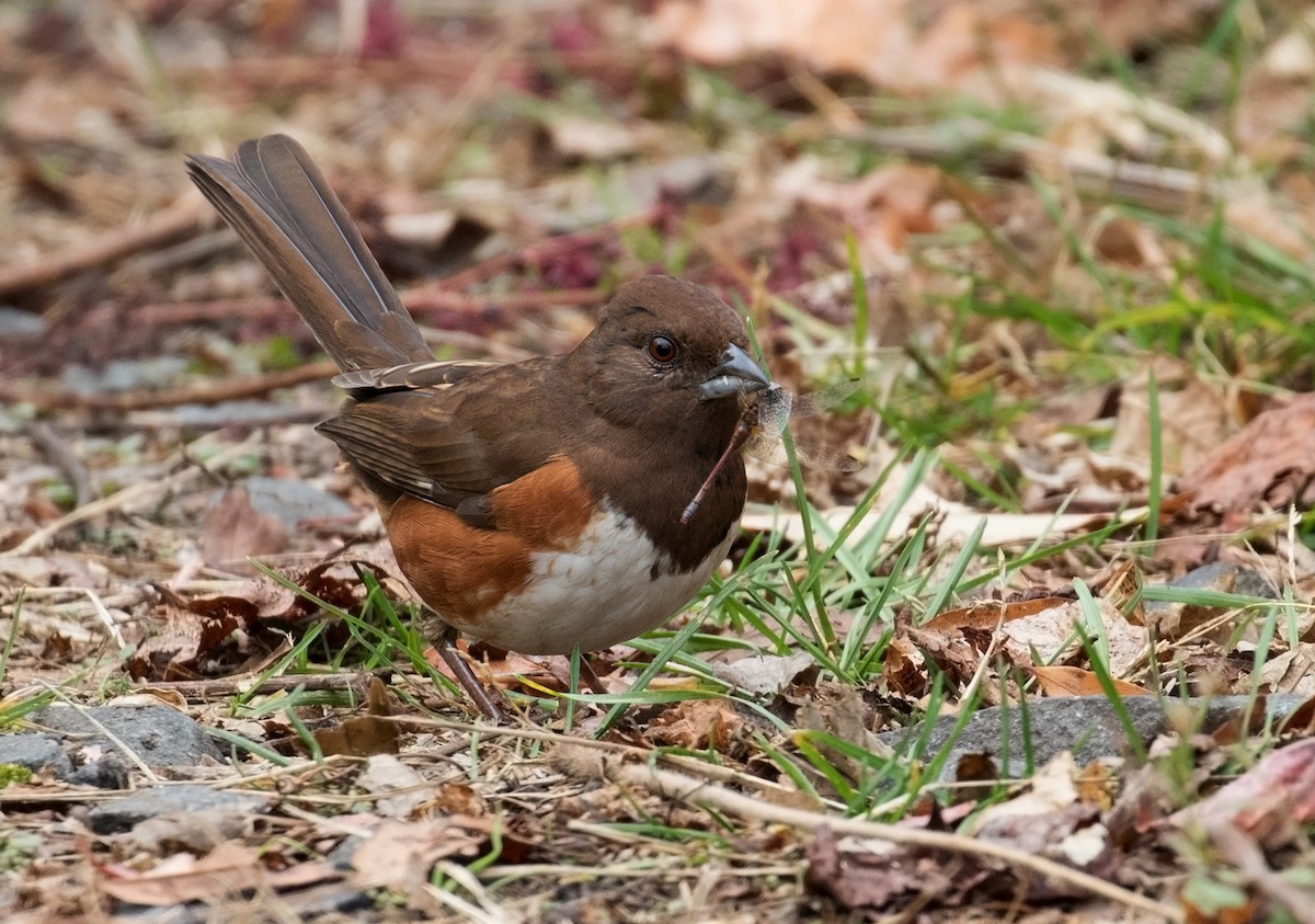 Eastern Towhee - Mark R Johnson