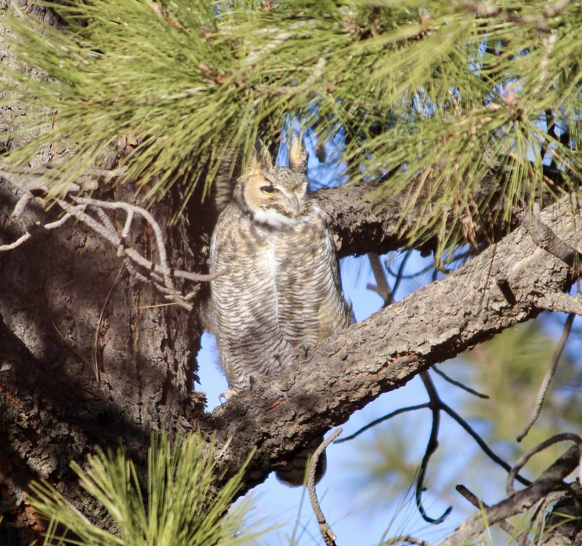 Great Horned Owl - ML409011781