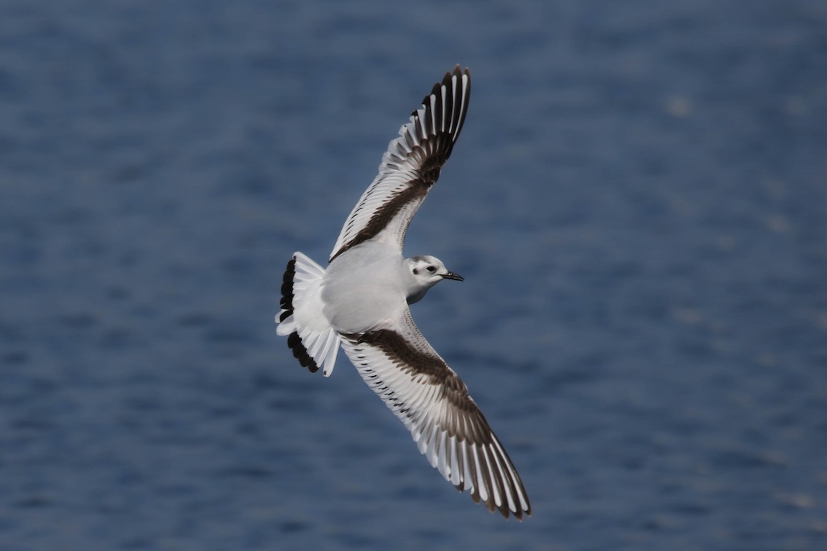 Little Gull - Amit Goldstein