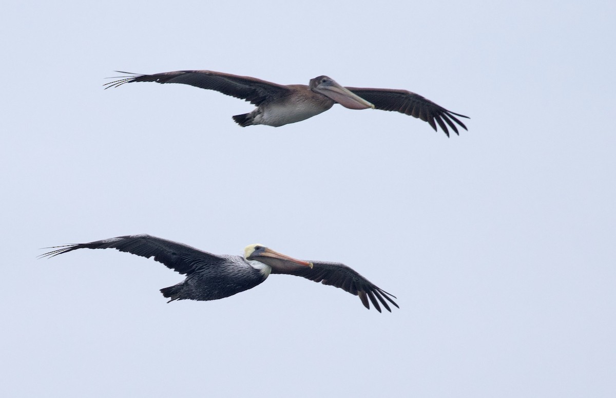 Brown Pelican - ML40901251