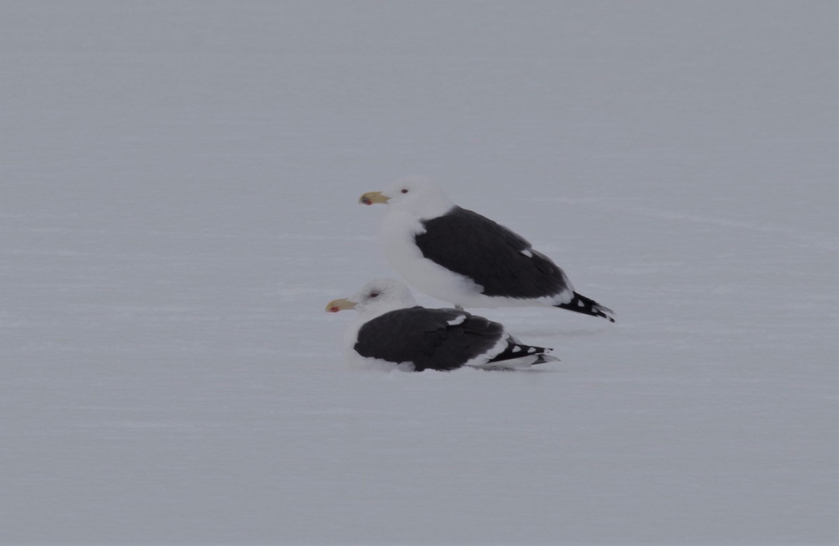 Great Black-backed Gull - ML409012761